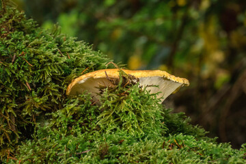 Waldpilze im Herbst