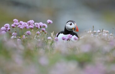 Atlantic puffin (Fratercula artica) Shetland islands 