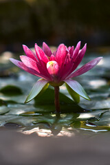 Beautiful water lily with purple petals, in a pond, surrounded by green leaves	