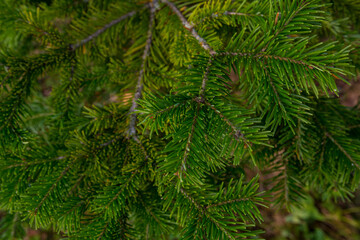 Fototapeta na wymiar A branch of green fir tree close-up.
