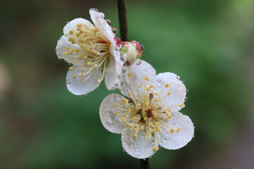 梅の花