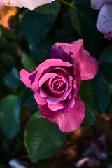 Beautiful rose with pink petals, surrounded by green leaves, in a garden