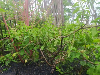 plants in a garden