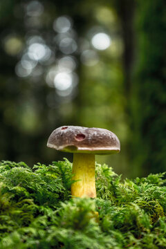 Waldpilze im Herbst
