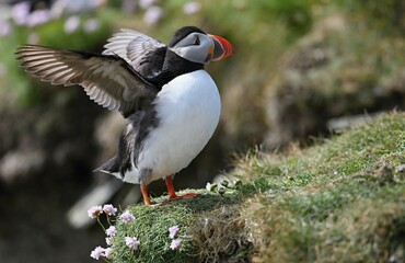 Atlantic puffin (Fratercula artica) Shetland islands 