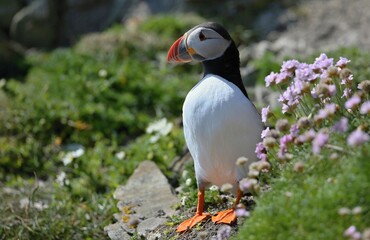 Atlantic puffin (Fratercula artica) Shetland islands 