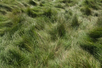 3 - Wild green meadow grass on a bright sunny summers day. Background