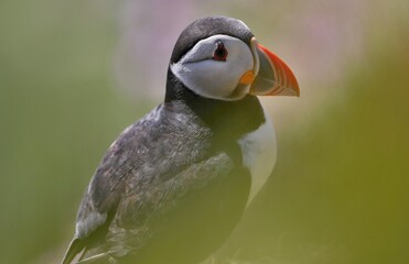 Atlantic puffin (Fratercula artica) Shetland islands 