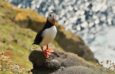 Atlantic puffin (Fratercula artica) Shetland islands 