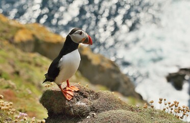 Atlantic puffin (Fratercula artica) Shetland islands 