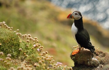 Atlantic puffin (Fratercula artica) Shetland islands 