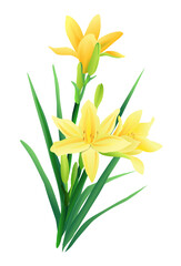 Beautiful yellow spring flower isolated