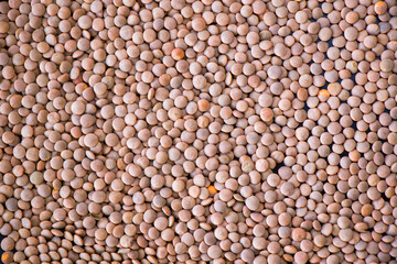 Healthy grains, green lentils and full of vitamins