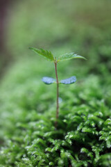苔とケヤキの新芽