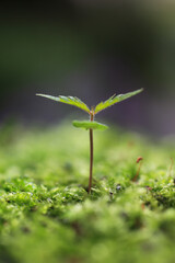 苔とケヤキの新芽