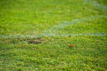 Green natural grass texture for background.