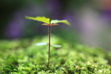 苔とケヤキの新芽