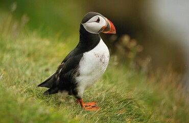 Atlantic puffin (Fratercula artica) Shetland islands 
