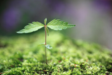 苔とケヤキの新芽