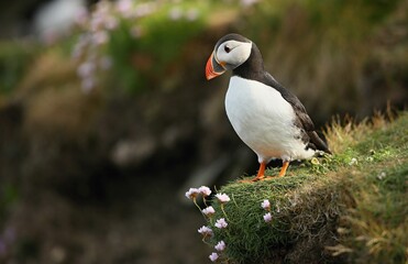 Atlantic puffin (Fratercula artica) Shetland islands 