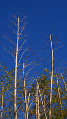 bamboo branches under the blue sky