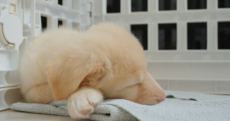 Cute puppy sleep on towel