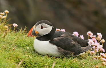Atlantic puffin (Fratercula artica) Shetland islands 