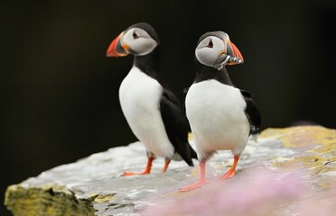 Atlantic puffin (Fratercula artica) Shetland islands 