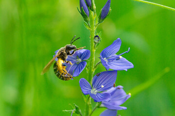Bee with nectar flying up to the flower.