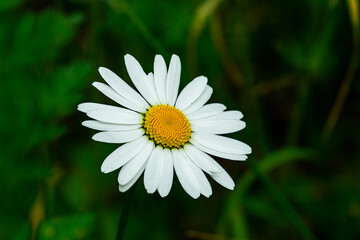 Camomile close-up in natural light.