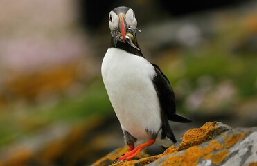 Atlantic puffin (Fratercula artica) Shetland islands 