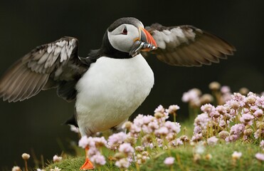 Atlantic puffin (Fratercula artica) Shetland islands 
