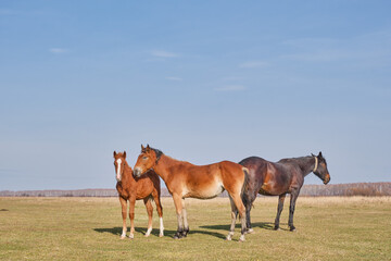 Fototapeta na wymiar A family of horses graze peacefully in a pasture late autumn.