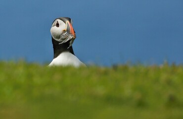 Atlantic puffin (Fratercula artica) Shetland islands 
