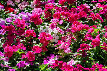 Large garden pot with vivid pink, red and white Impatiens walleriana flowers known as  busy Lizzie, balsam, sultana, or impatiens, in full bloom in a summer garden.