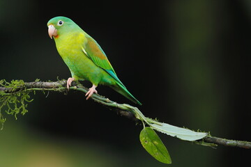 Fototapeta na wymiar Cobalt-winged parakeet (Brotogeris cyanoptera)