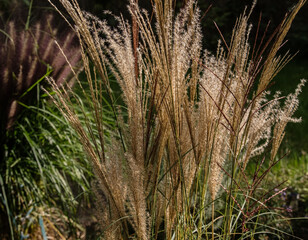 Decorative, ornamental grass with beige reminicent of fluffy tails, in the garden.