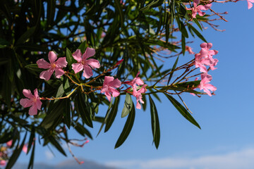Close up of delicate pink flowers of Nerium oleander and green leaves in a exotic Italian garden in...