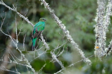 Crested quetza (Pharomachrus antisianus) 