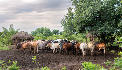Cows in Konso villige - Omo Valley