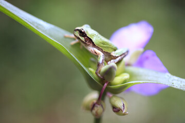 シマツユクサの花にカエル