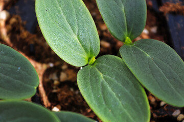 Macro view of cucumber seedlings getting their true leaves