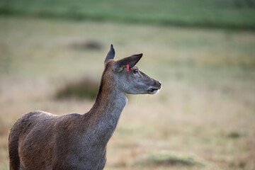 Beautiful image of red deer doe in vibrant gold and brown woodland landscape setting