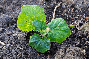 A young cucumber plant growing in the garden
