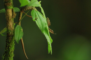 Eyelash Palm Pitviper (Bothriechis schlegeli)