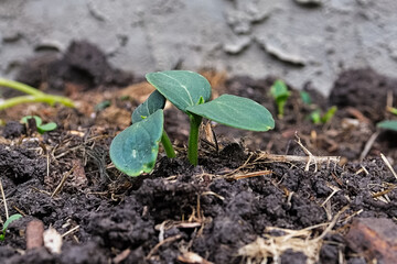Closeup view of two cucumber plants sprouting from the dirt