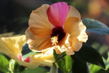 Blüte von Hibiskus in gelb und pink © Manfred Richter
