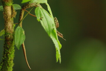 Eyelash Palm Pitviper (Bothriechis schlegeli)