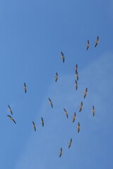 A great white Pelican flying over Israel