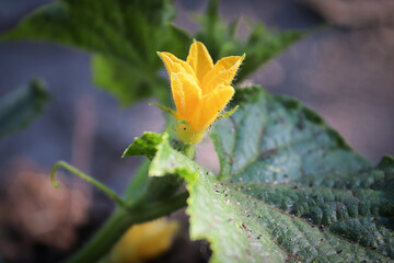 Macro view of a pickling cucumber blossom